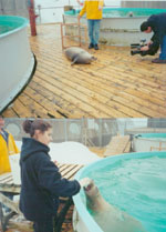 feeding seals